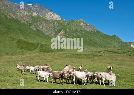 La Suisse, le Canton du Tessin, Lucomagno pass, les vaches Banque D'Images