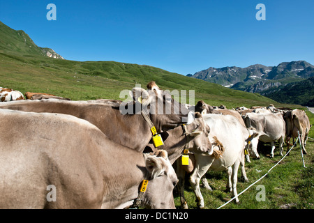 La Suisse, le Canton du Tessin, Lucomagno pass, les vaches Banque D'Images