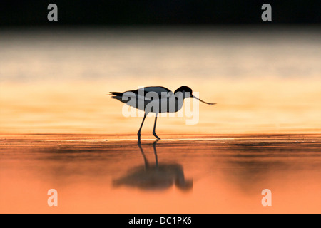 Avocette d'une région à l'aube, d'Oristano en Sardaigne, Italie Banque D'Images