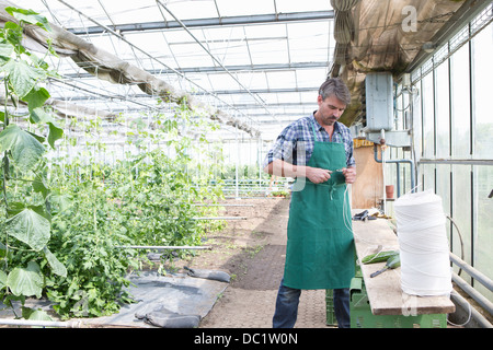 L'agriculteur biologique dans la chaîne de coupe polytunnel Banque D'Images