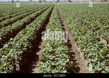 Rangées de fraisiers dans un champ agricole Banque D'Images