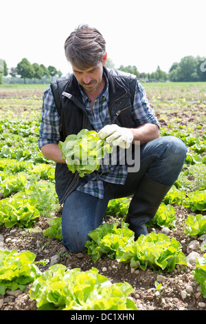 L'agriculteur biologique Laitue surveillance Banque D'Images