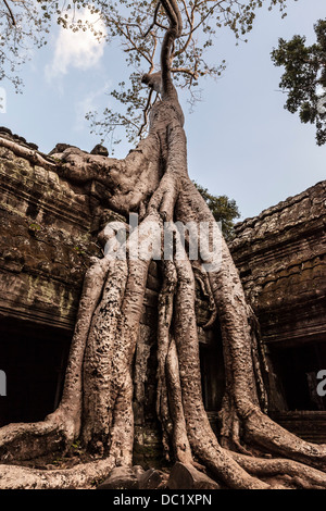 Envahi par les racines des arbres à Ta Prohm Temple ruines à Angkor Wat, Siem Reap, Cambodge Banque D'Images