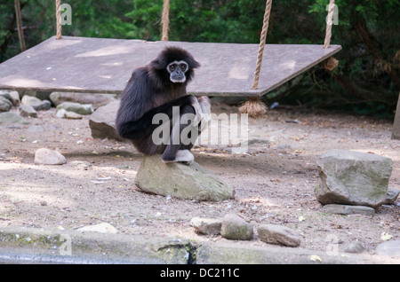 Gibbon Singe assis sur un rocher Banque D'Images