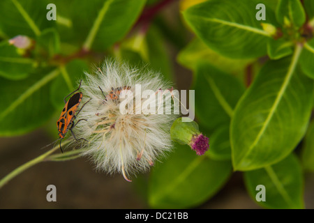 Sur l'insecte macro fleurs sèches Banque D'Images