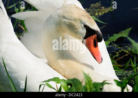 Close-up of male cygne muet. (Cygnus olor) Banque D'Images