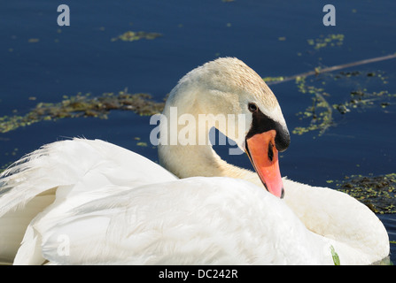 Close-up of male cygne muet. (Cygnus olor) Banque D'Images