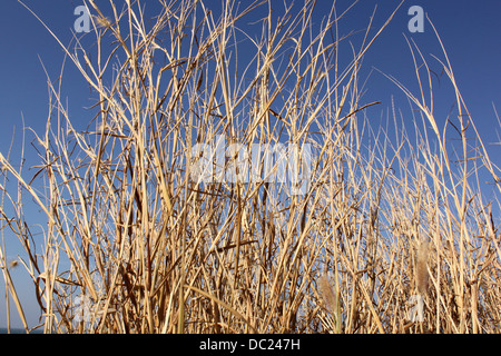 La paille d'herbe contre le ciel bleu Banque D'Images
