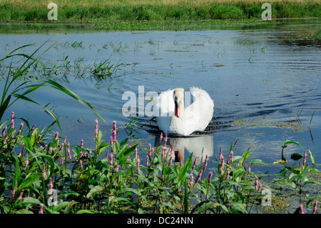 Cygne muet sur l'habitat de marais. (Cygnus olor) Banque D'Images