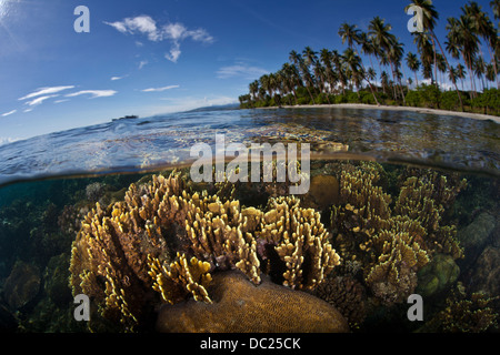 Coraux de feu à proximité de Plage, Millepora sp., Îles Salomon, îles de Floride Banque D'Images