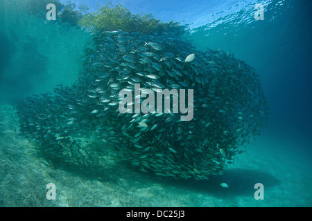 Banc de Oxeye Scad, Selar boops, Îles Salomon, îles de Floride Banque D'Images