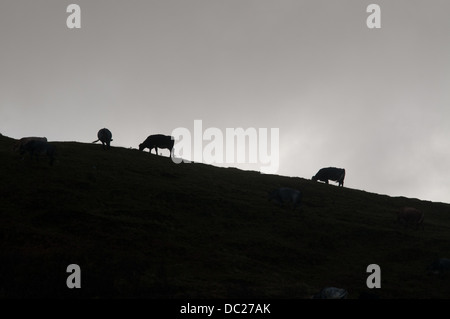 Les vaches qui paissent dans les Highlands, Ecosse, Royaume-Uni. Banque D'Images