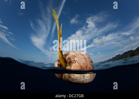 Noix de Coco germée flotte dans l'océan, Cocos nucifera, Misool, Papouasie occidentale, en Indonésie Banque D'Images