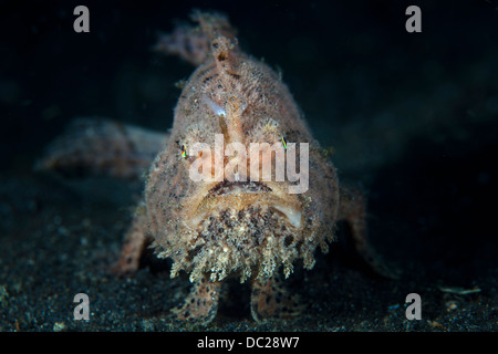 Poisson Grenouille Antennarius striatus, velues, Détroit de Lembeh, au nord de Sulawesi, Indonésie Banque D'Images