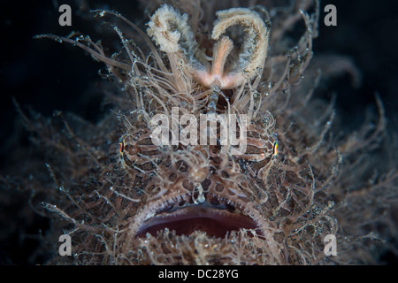 Poisson Grenouille Antennarius striatus, velues, Détroit de Lembeh, au nord de Sulawesi, Indonésie Banque D'Images