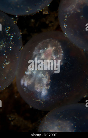 Les embryons de seiche flamboyante, Metasepia pfefferi, Détroit de Lembeh, au nord de Sulawesi, Indonésie Banque D'Images