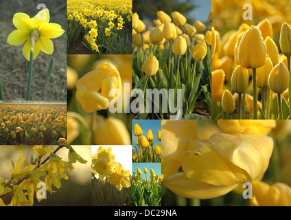 Collage de fleurs de printemps : jonquilles, tulipes et forsythia, Hollande méridionale, Pays-Bas Banque D'Images