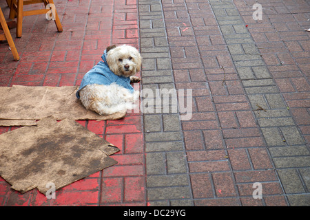 Un chien blanc portant une chemise sale, étendu sur un trottoir. Banque D'Images