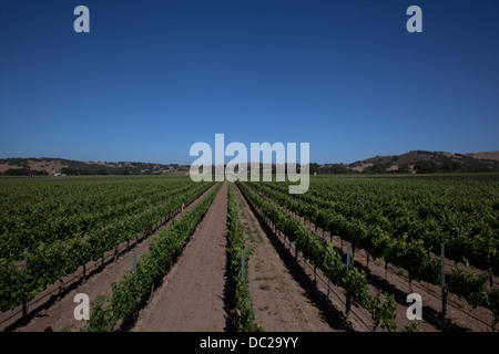 Vignes à vineyard Banque D'Images