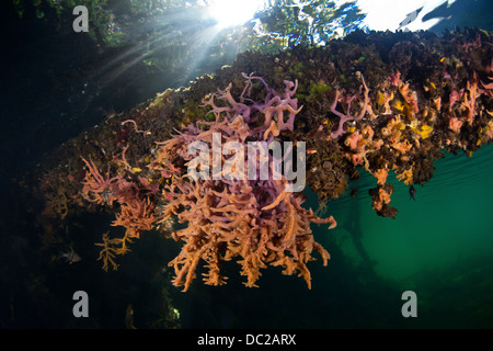 De plus en plus d'éponges dans les Mangroves, spongiaire, Micronésie, Palau Banque D'Images