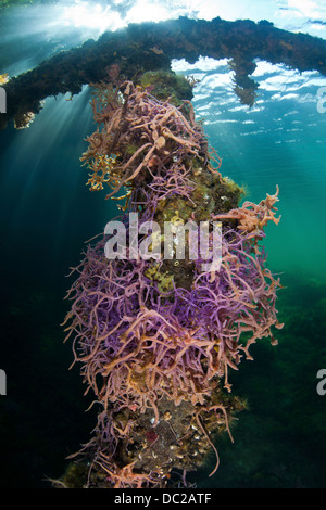 De plus en plus d'éponges dans les Mangroves, spongiaire, Micronésie, Palau Banque D'Images