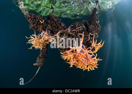 De plus en plus d'éponges dans les Mangroves, spongiaire, Micronésie, Palau Banque D'Images