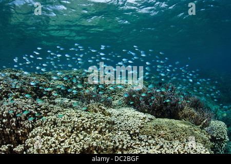 Banc de demoiselle bleu-vert plus de corail, Chromis viridis, Micronésie, Palau Banque D'Images