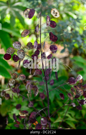 lunaria annua,honnêteté,têtes de semis,graines,graines de semence,graines de semence,graines de semence,tête de semence,graines de semence, Banque D'Images