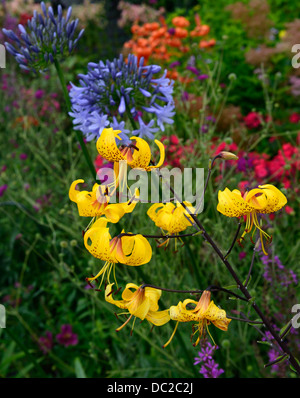 lilium,leichtlinii,jaune,essence,lilas,mixte,lit,asiatique,forme,essence,lilas,lilium,jaune,réflectif,pétales,petit,brun,speckles,mixte,bordure,lit,bleu,ag Banque D'Images