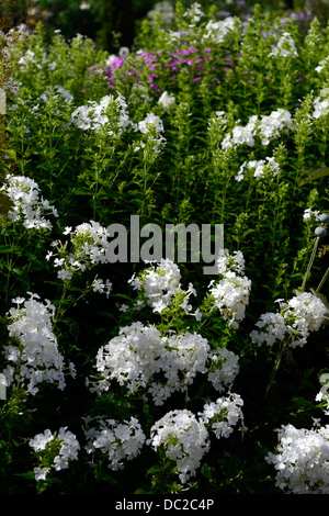 phlox,paniculata,david,blanc,fleur,vivace,phlox,paniculata,david,blanc,fleur,vivace,RM,Floral Banque D'Images