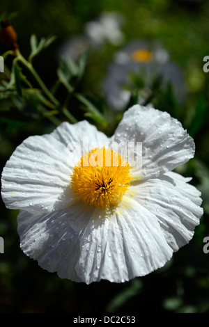 Romneya,coulteri,coquelicot,coquelicots,arbuste,vivace,coutres,Matilija,coquelicot,californien,arbre,coquelicot,blanc,fleur,pétales,jaune,étamen,RM,Floral Banque D'Images