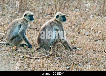 Les singes Langur à face noire dans Bandhavgarh National Park, Inde Banque D'Images