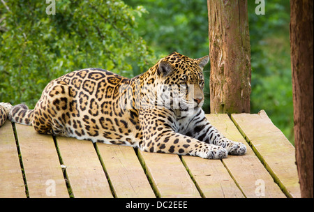 Amur Tiger (Panthera tigris altaica) au parc d'animaux sauvages des lacs du Sud Banque D'Images