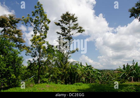 Belize, Punta Gorda, l'agouti Cacao ferme. L'habitat des forêts tropicales d'altitude. Banque D'Images