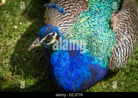Paons indiens (Peacock Pavo cristatus) était assis sur l'herbe. Banque D'Images