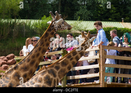 Les visiteurs à regarder les girafes dans l'enclos au parc d'animaux sauvages des lacs du Sud Banque D'Images