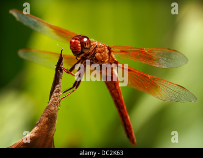 Une macro image d'une libellule orange. Banque D'Images