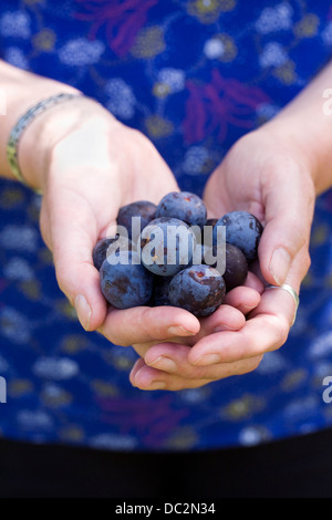 Prunus domestica. Les prunes quetsche rassemblement du verger. Banque D'Images