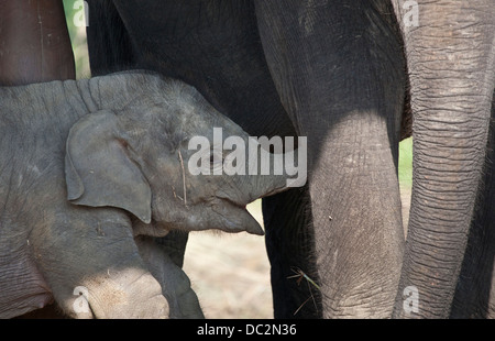 Mère et bébé éléphants indiens au centre de reproduction de l'éléphant, Chitwan, parc national de Chitwan. Banque D'Images