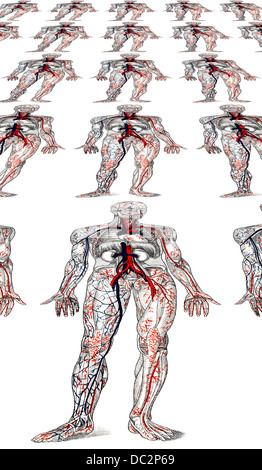 La circulation du sang, la représentation anatomique Banque D'Images