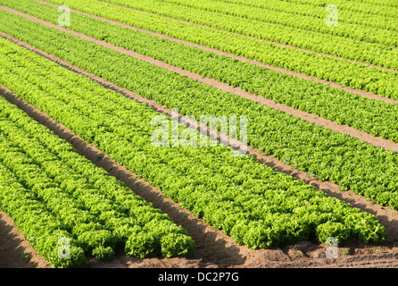 Salade verte champ sur une ferme en Italie en été Banque D'Images