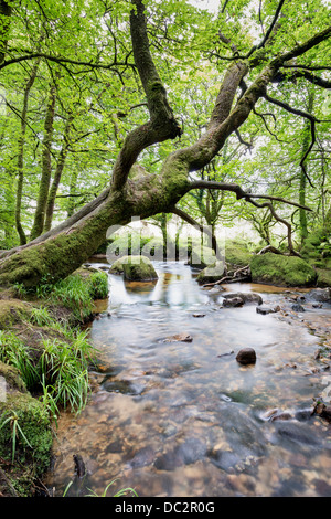 Rivière Rapide circulant sur les roches moussues et cailloux à travers forêts anciennes à Cornwall au sud de Bodmin Moor Banque D'Images