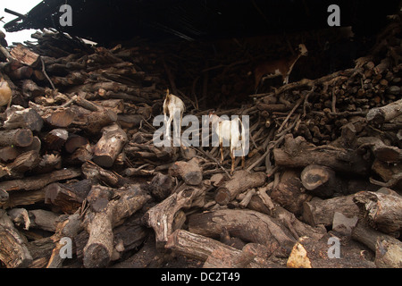 Les chèvres de l'itinérance sur des stocks de bois à brûler un Ghat de Varanasi en Inde Banque D'Images