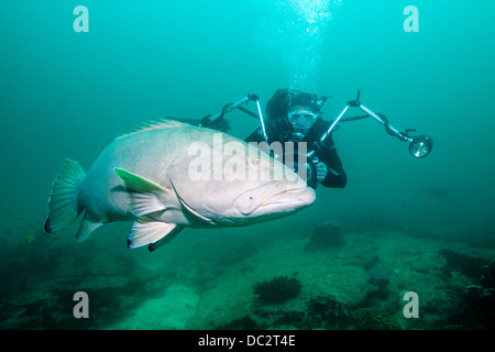 De mérous géants du Pacifique et de Plongée sous marine , Epinephelus quinquefasciatus, Cabo San Lucas, Baja California Sur, Mexique Banque D'Images