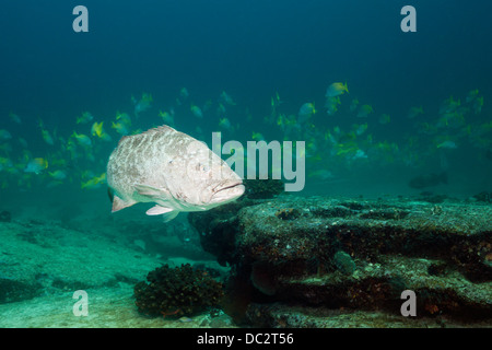 Pacific Goliath Grouper, Epinephelus quinquefasciatus, Cabo San Lucas, Baja California Sur, Mexique Banque D'Images