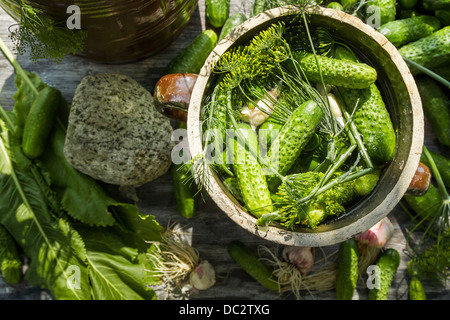 Pauvre en sel à marinade concombres dans un pot en argile Banque D'Images