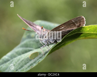 Femme papillon porte-queue violette (Favonius quercus) posant sur une feuille avec les ailes ouvertes Banque D'Images