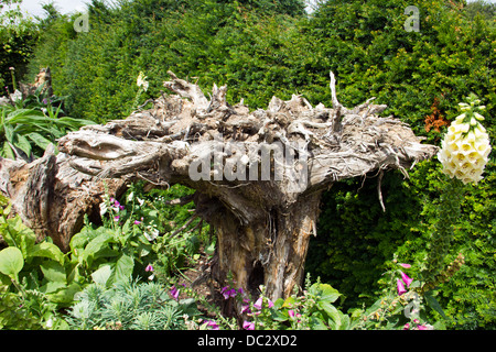 L'Stumpery at Arundel Arundel Castle jardins en ville - West Sussex - Angleterre - Royaume-Uni Banque D'Images