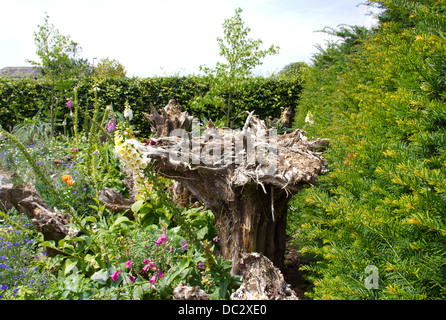 L'Stumpery at Arundel Arundel Castle jardins en ville - West Sussex - Angleterre - Royaume-Uni Banque D'Images