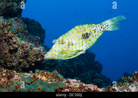 Aluterus scriptus griffonné, Balistes, Socorro, Îles Revillagigedo, Mexique Banque D'Images